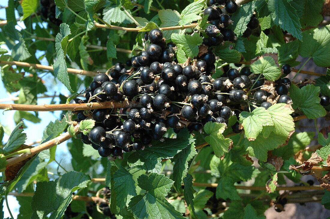 Ribes nigrum 'Titania'