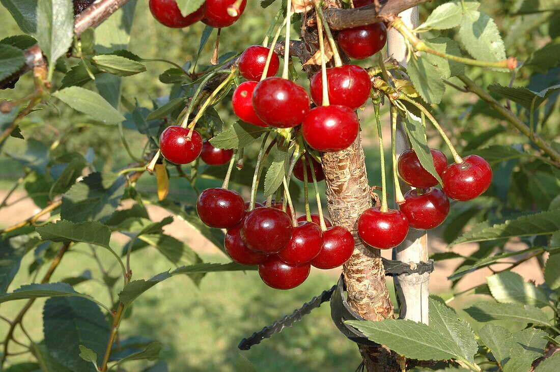 Prunus cerasus 'Morina'(s)