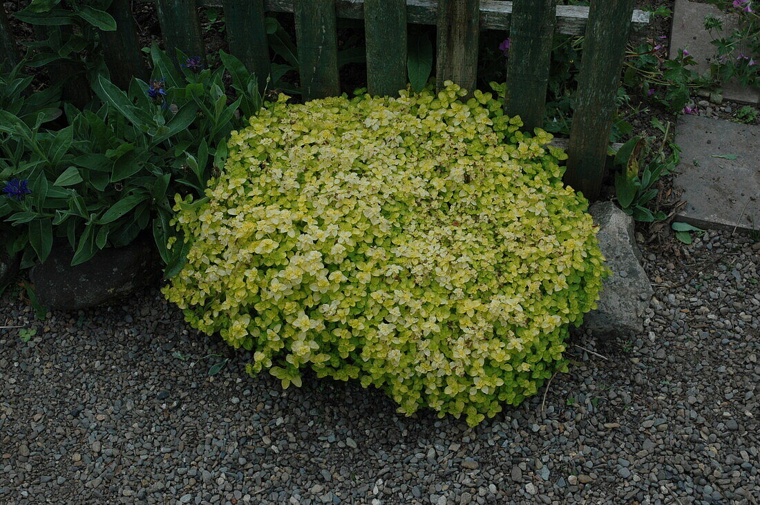 Origanum vulgare 'Aureum'