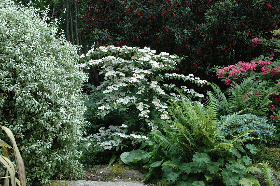 Viburnum plicatum