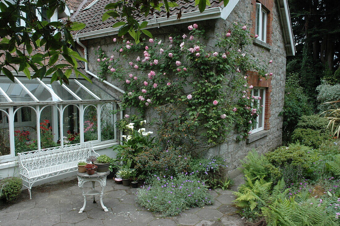 Climbing rose on house wall