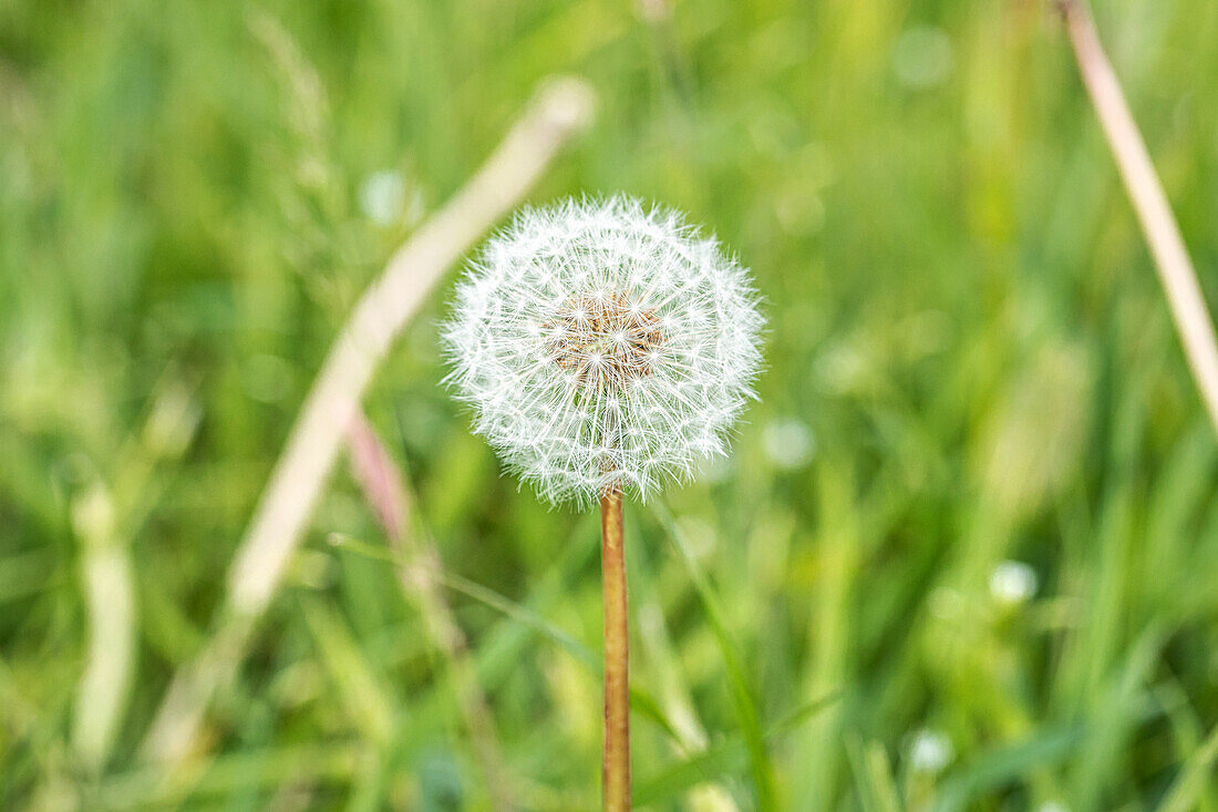 Taraxacum officinale