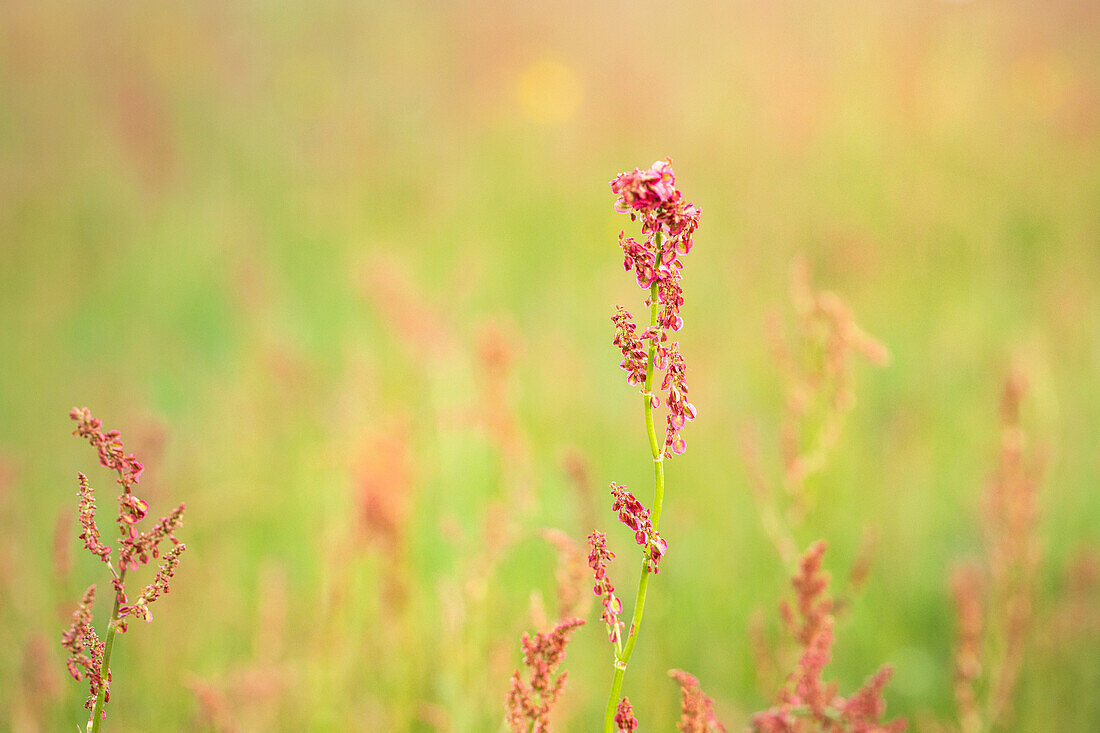 Rumex acetosa