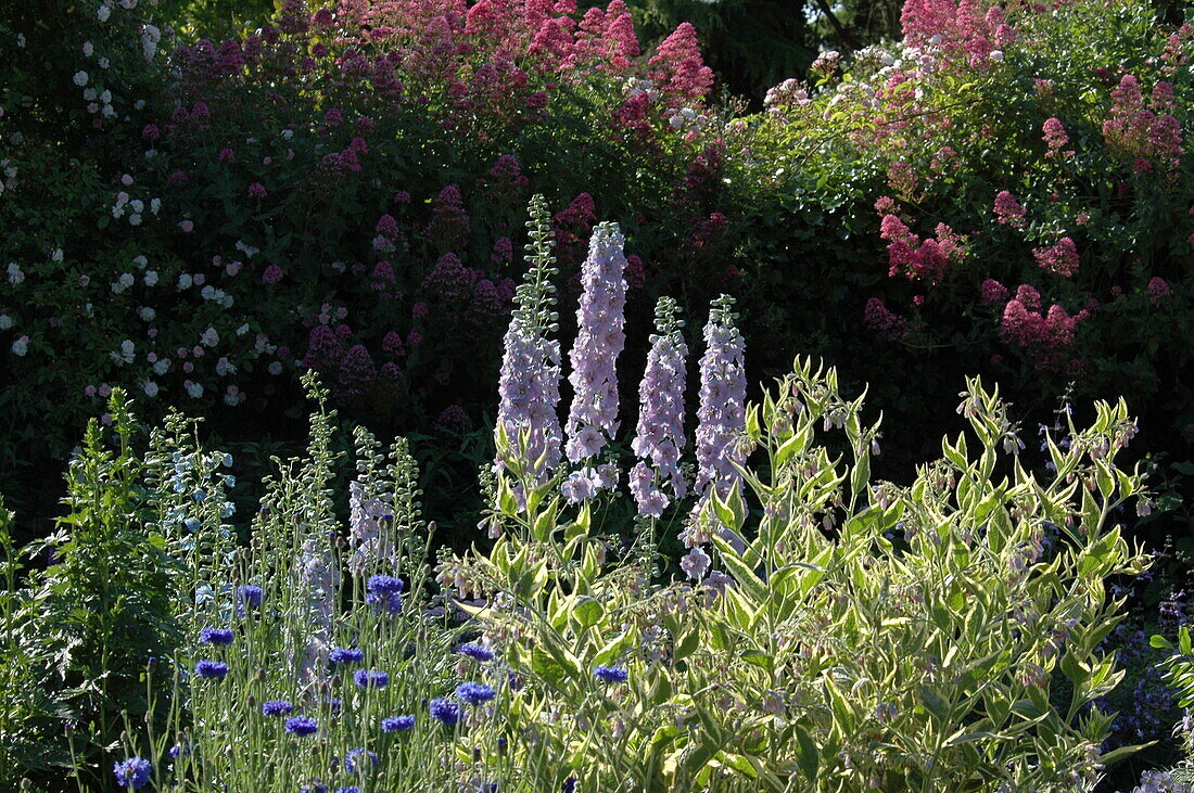 Delphinium x elatum light blue