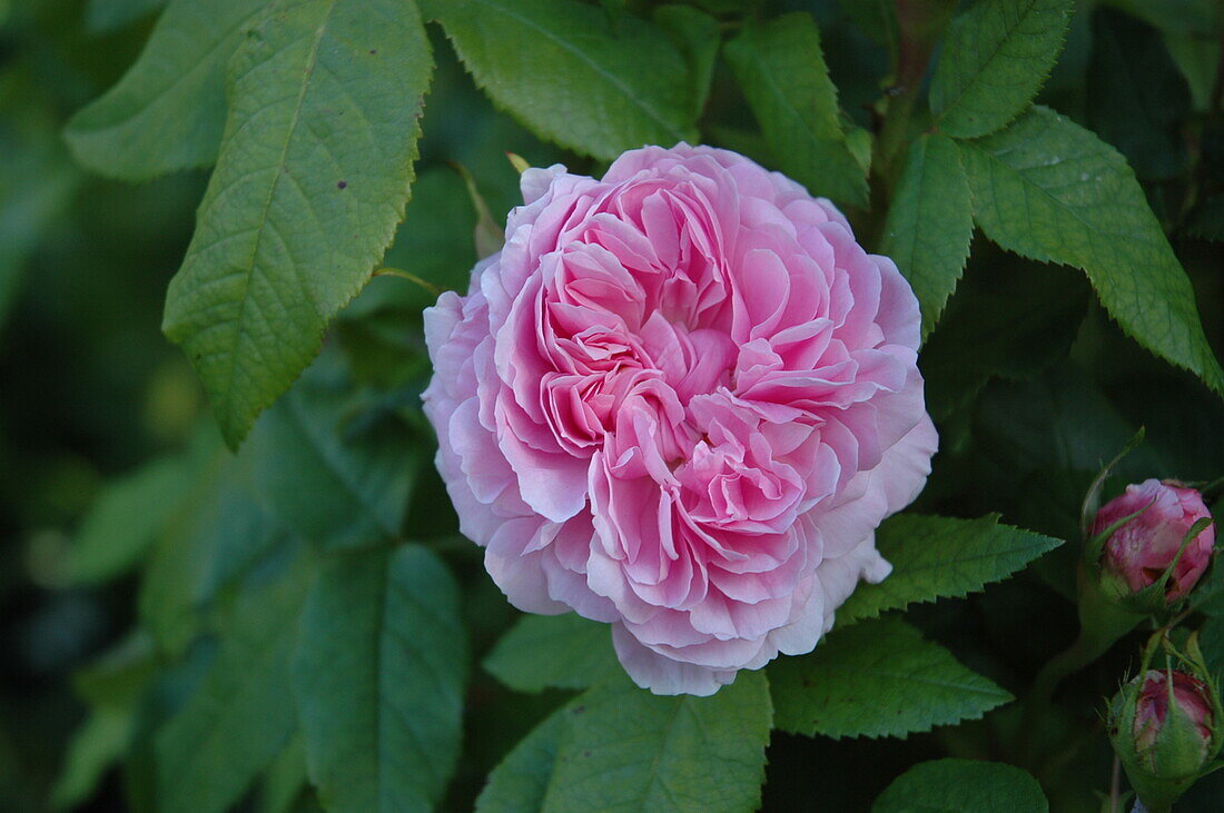 Rosa x damascena 'Jacques Cartier'
