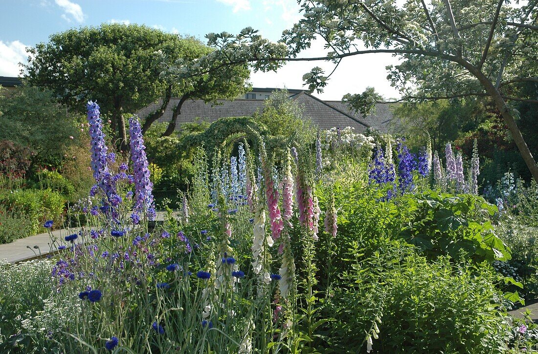 Herbaceous border with delphinium and foxglove