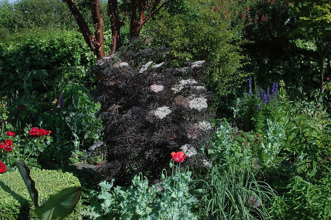 Sambucus nigra 'Black Lace'(s)