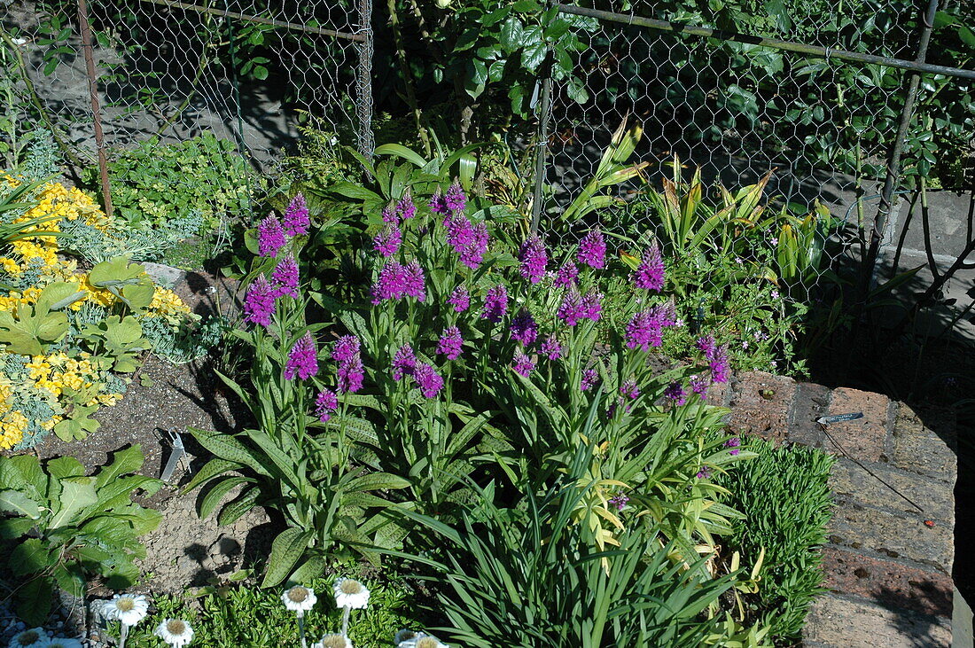 Dactylorhiza maculata