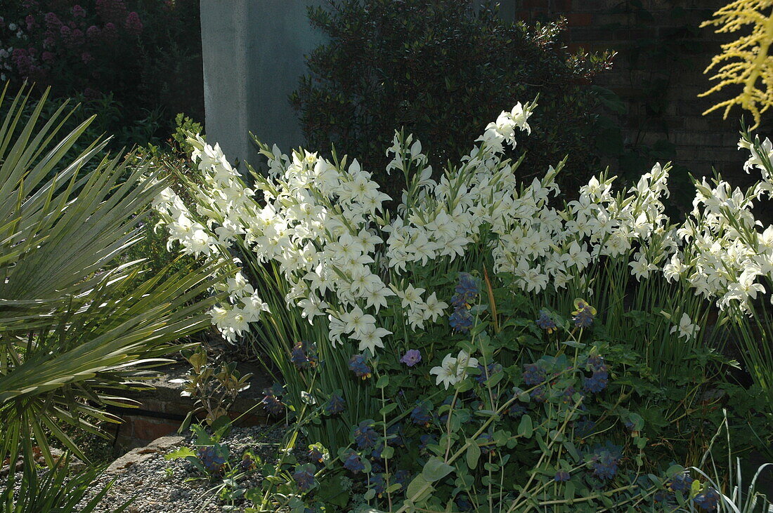 Gladiolus, weiß