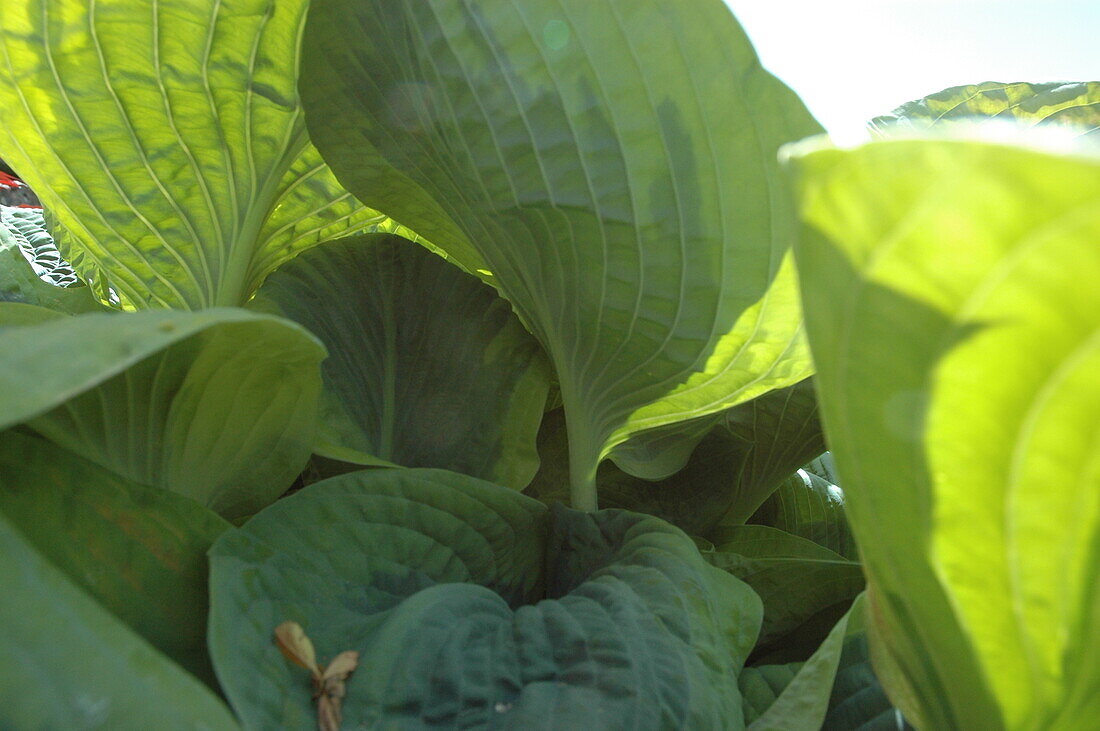 Hosta