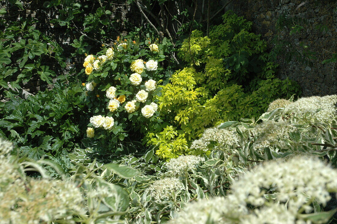 Shrub rose, yellow