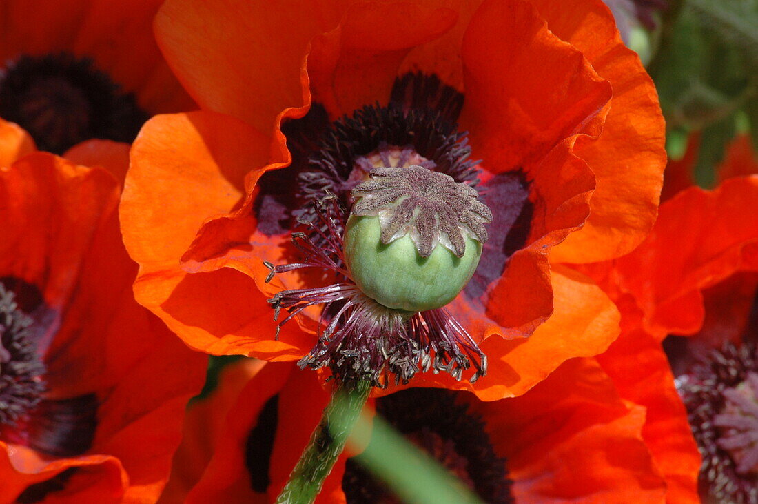 Papaver orientale, red