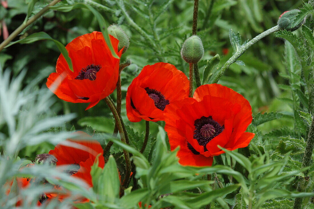 Papaver orientale, red