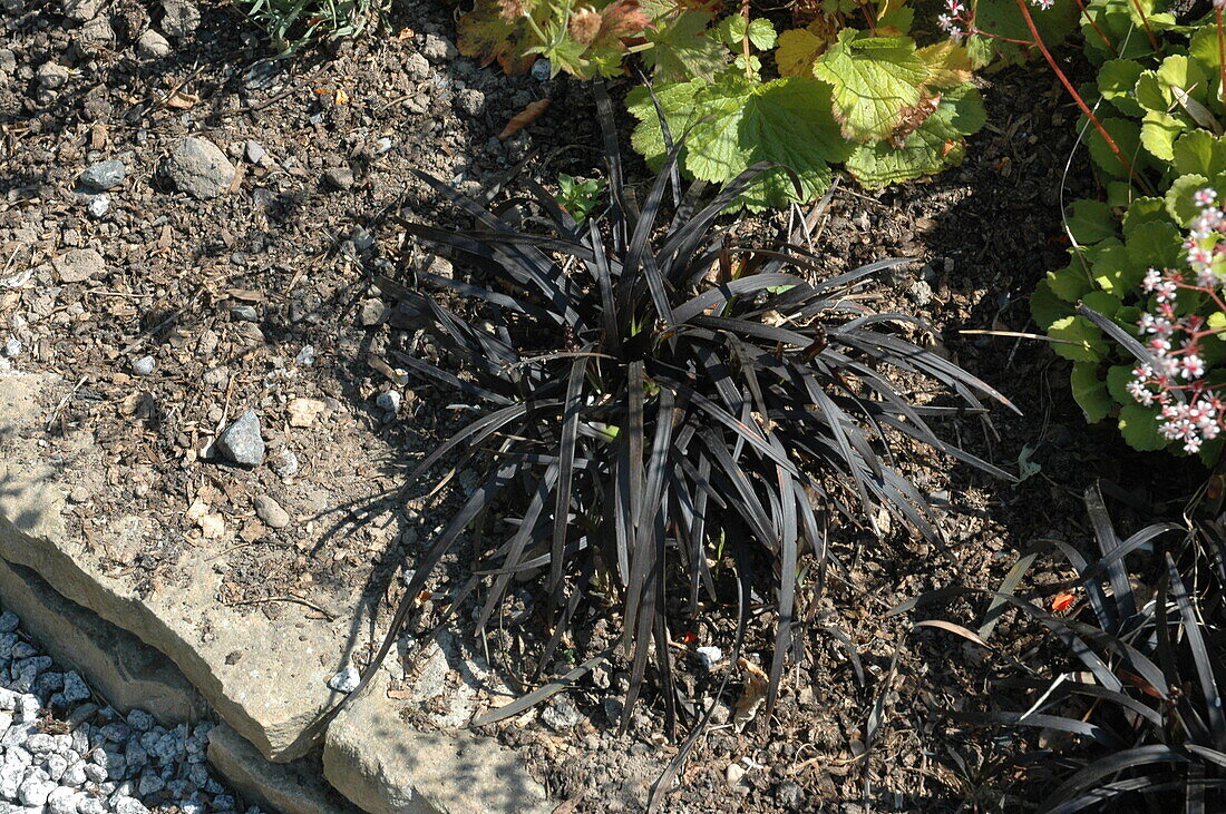 Ophiopogon planiscapus 'Niger'