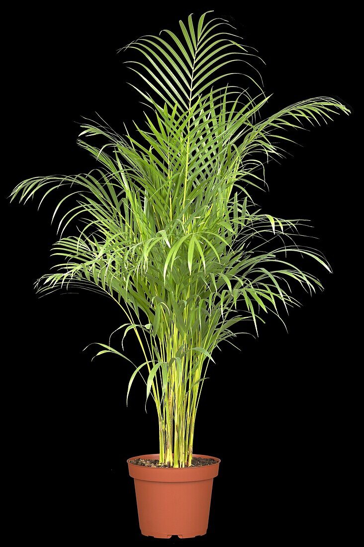 Dypsis decaryi