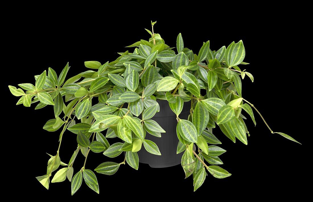 Peperomia angulata