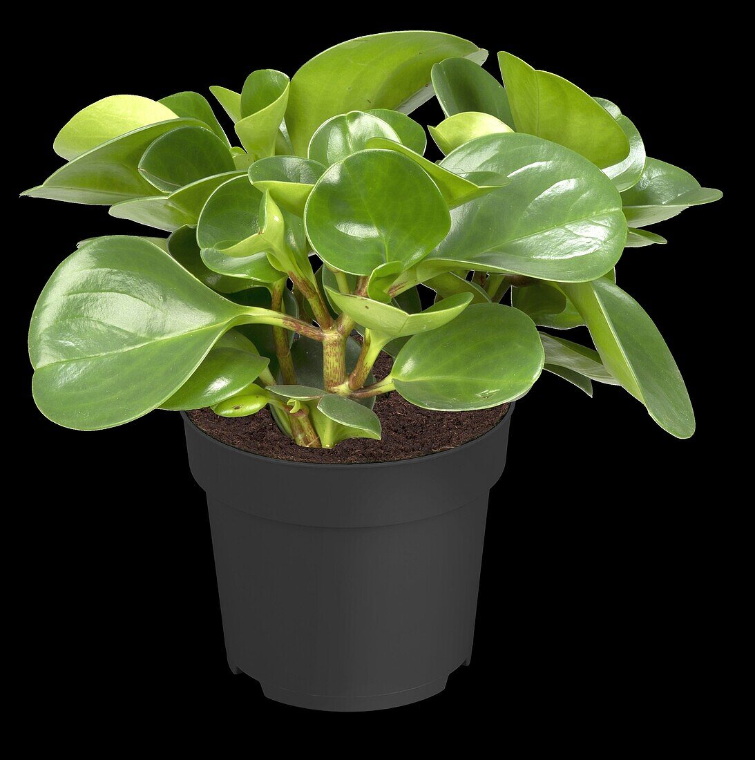 Peperomia obtusifolia