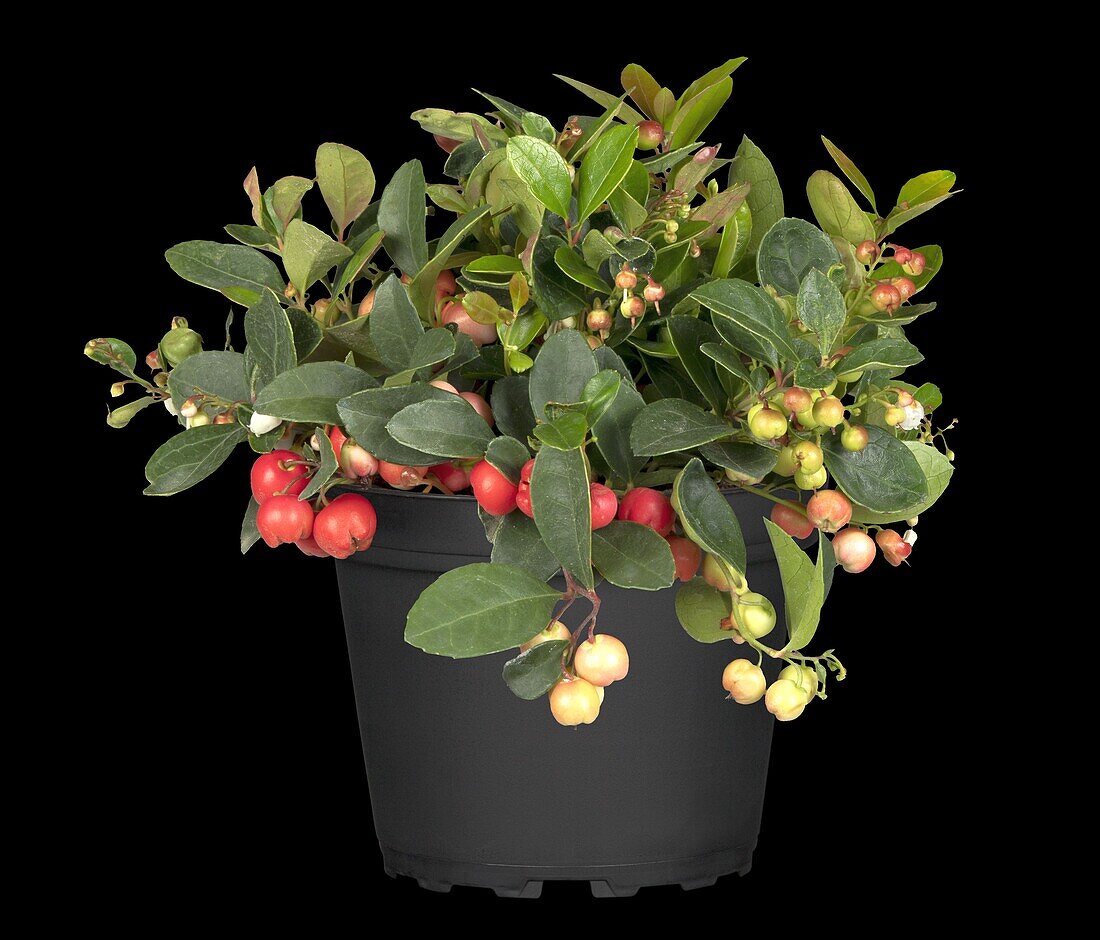 Gaultheria procumbens