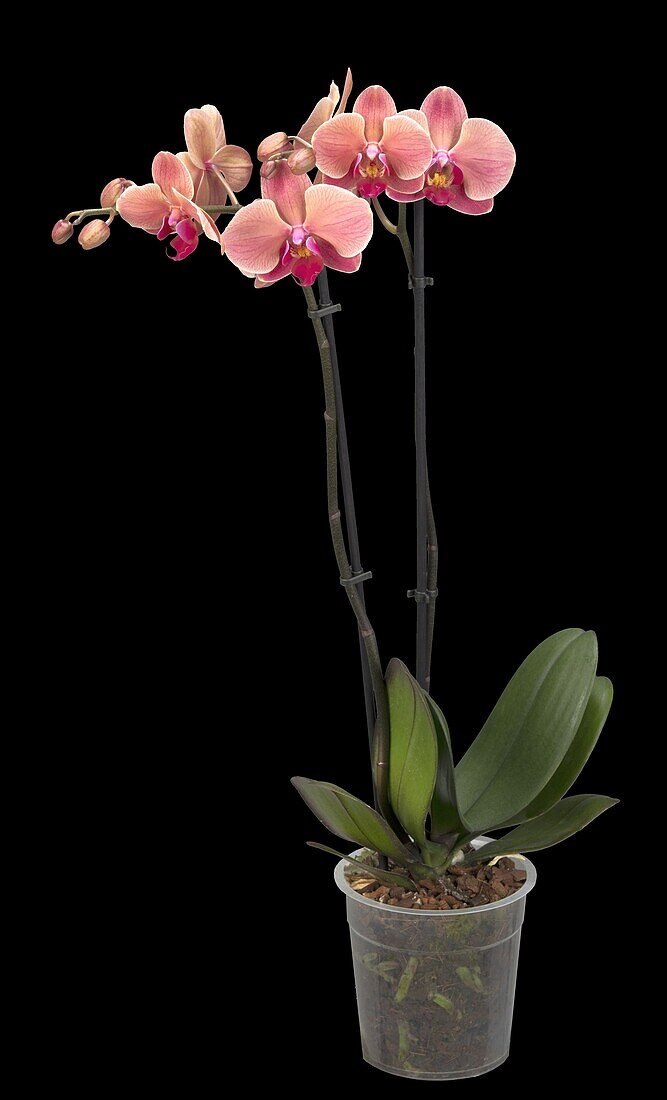 Phalaenopsis, rot