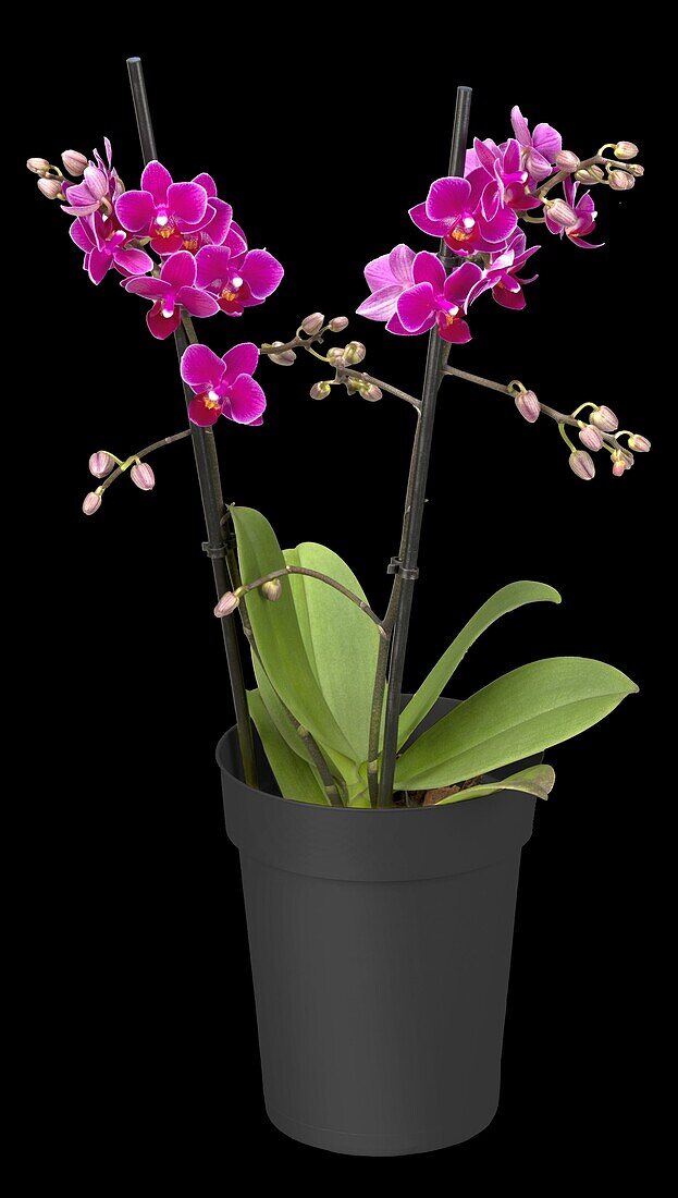 Phalaenopsis multiflora, red