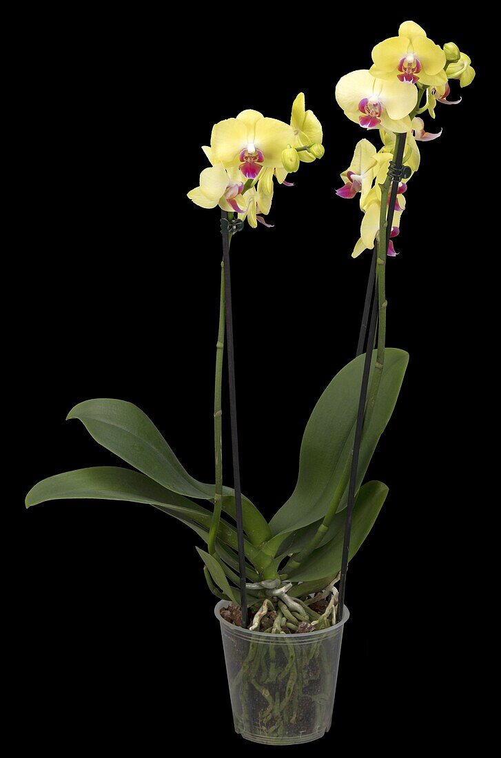 Phalaenopsis, yellow