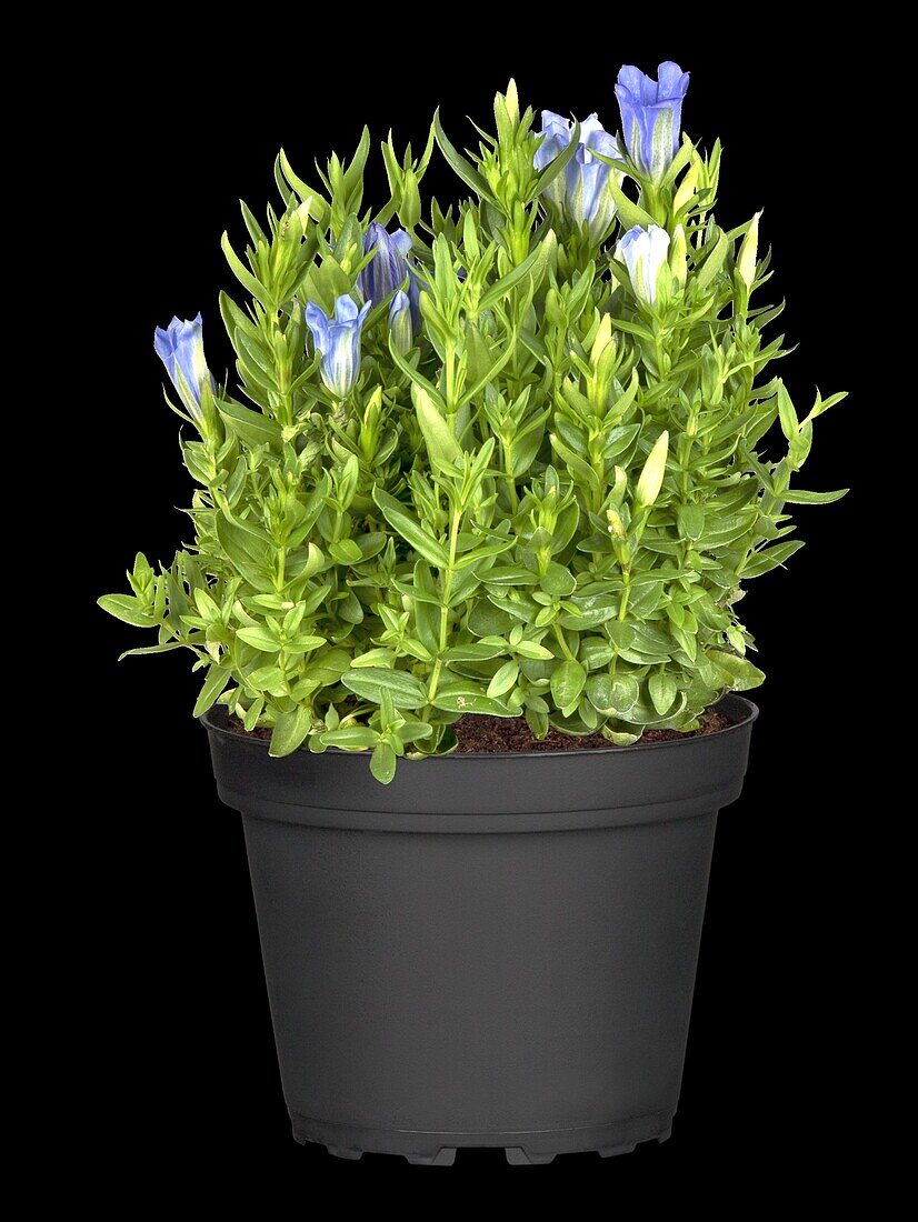 Gentiana pyramidalis 'Diana'