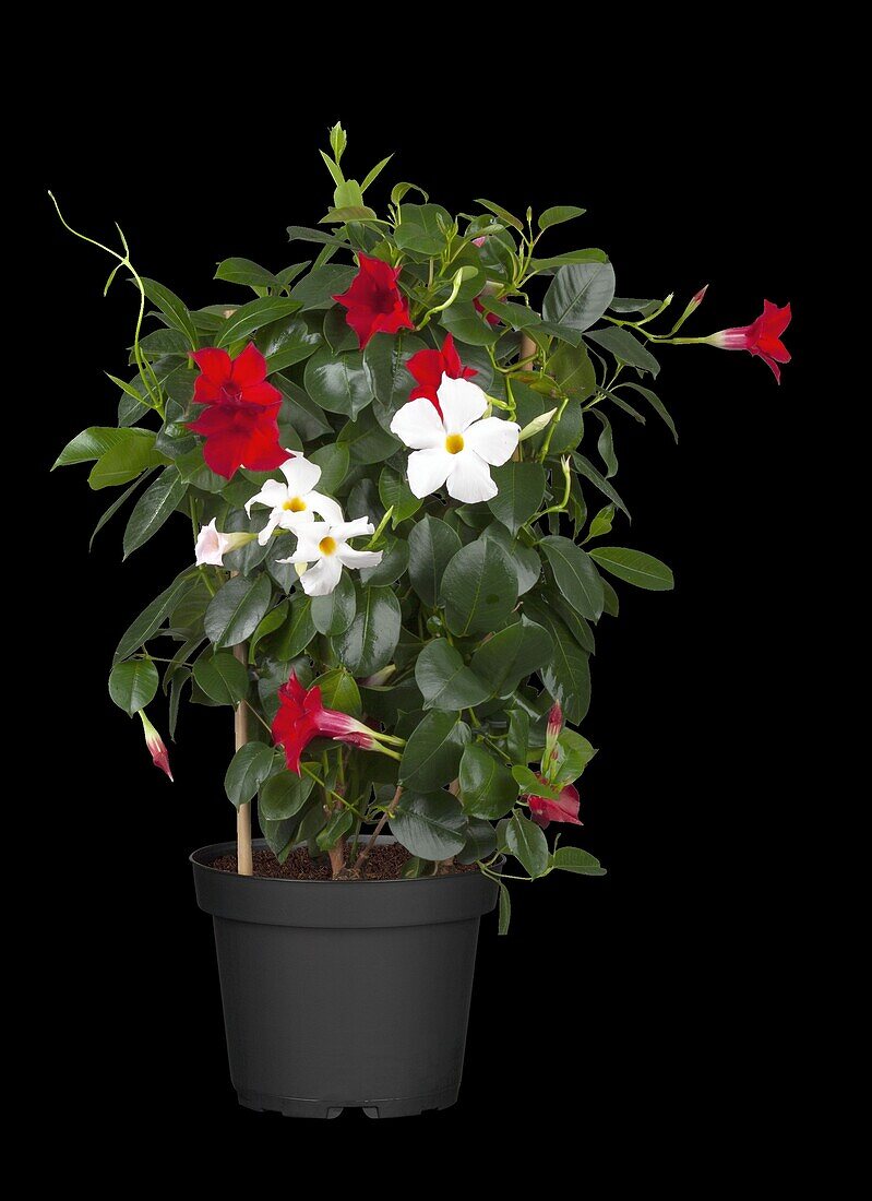 Mandevilla sanderi, trellis