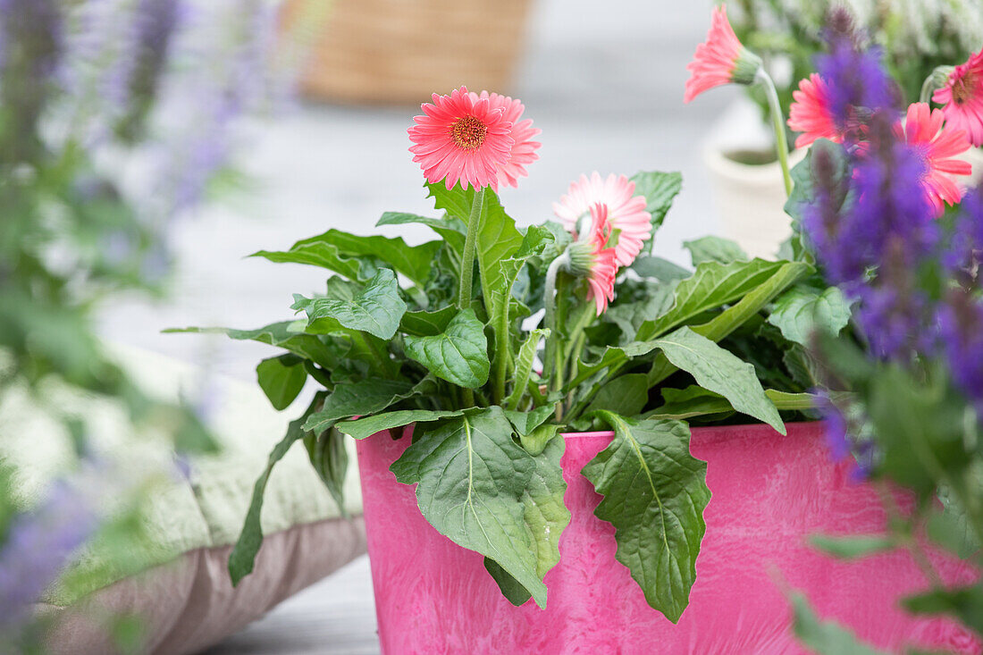 Gerbera, pink