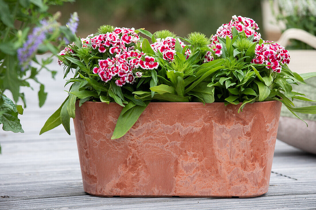 Dianthus barbatus, red-white