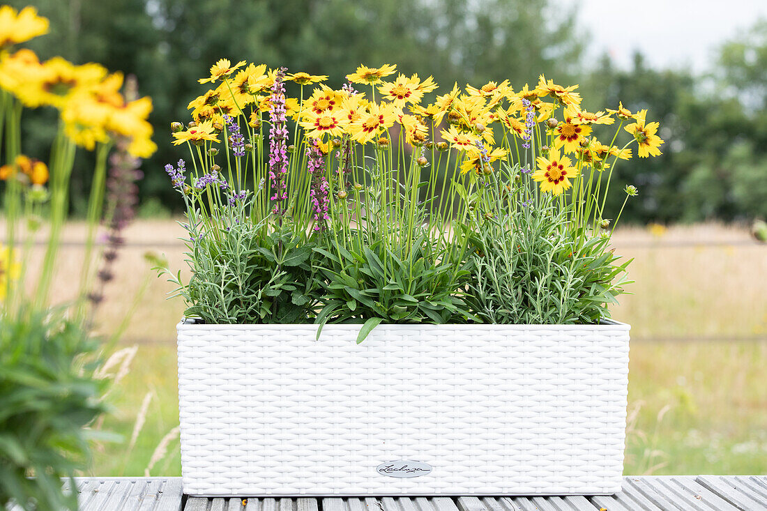 Coreopsis grandiflora, yellow