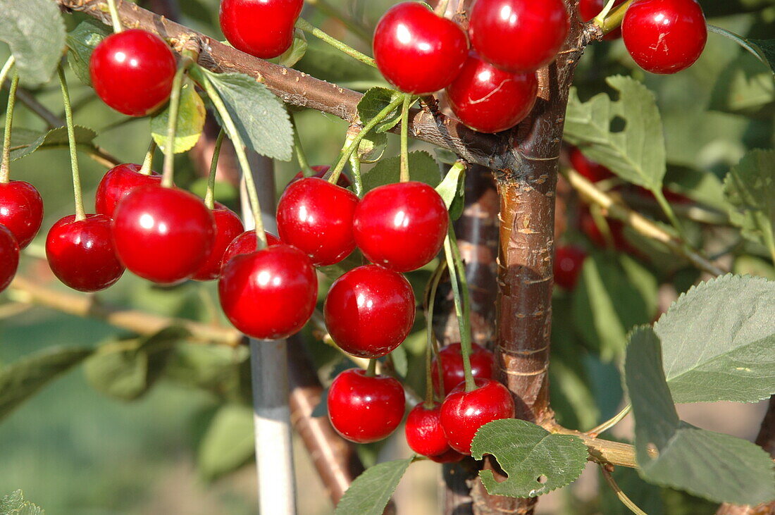 Prunus cerasus 'Vowi'(s)