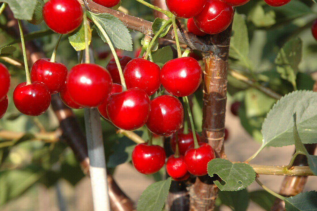 Prunus cerasus 'Vowi'(s)