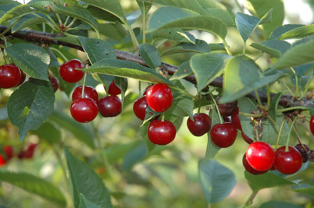 Prunus cerasus 'Vowi'(s)