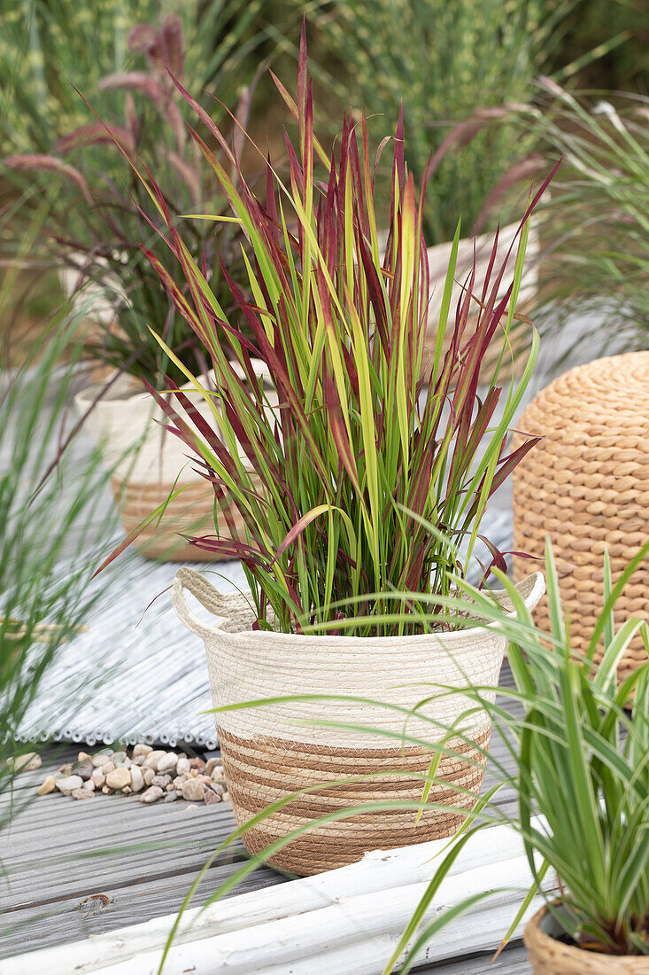 Imperata cylindrica 'Red Baron'