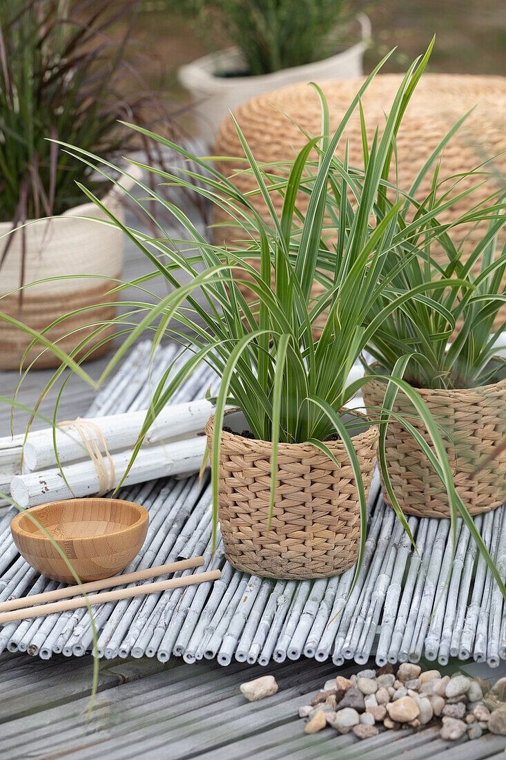 Carex morrowii ssp. foliosissima 'Icedance'