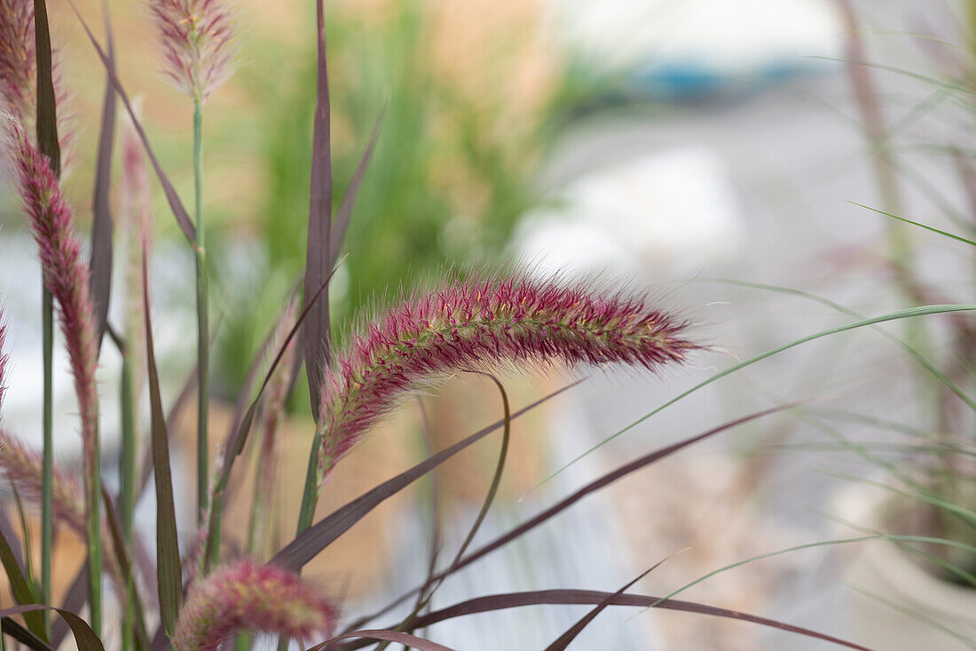 Pennisetum setaceum 'Rubrum'