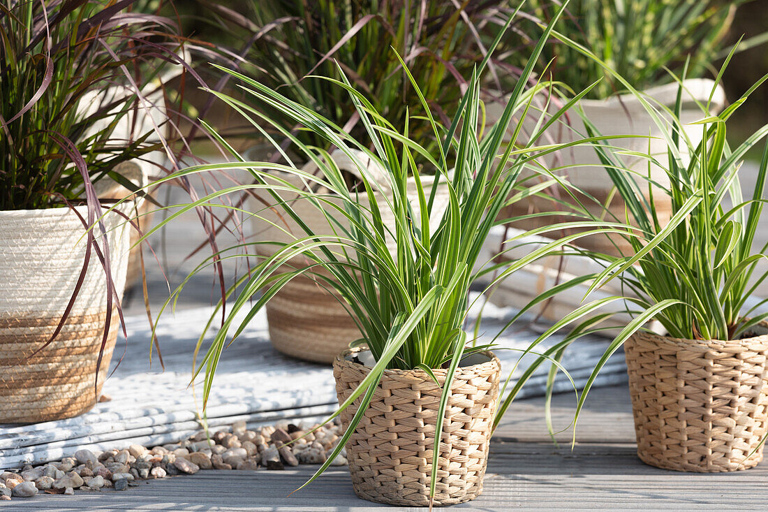 Carex morrowii ssp. foliosissima 'Icedance'