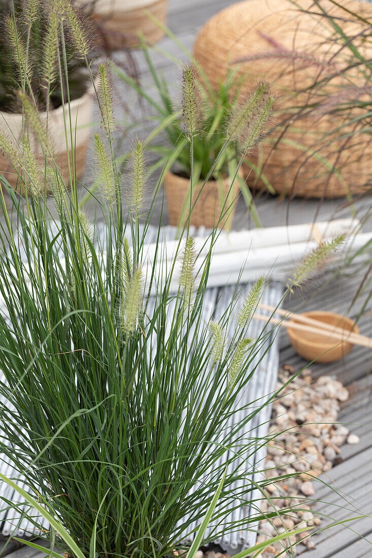 Pennisetum alopecuroides 'Hameln' (Hamelin)