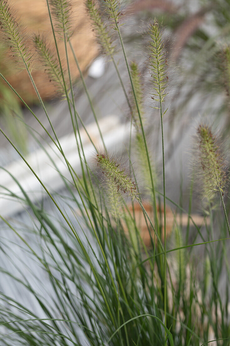 Pennisetum alopecuroides 'Hamelin'