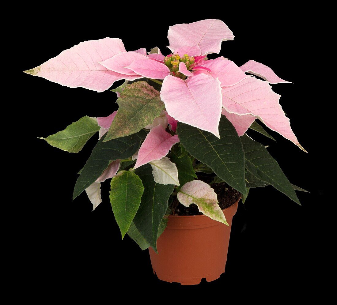 Euphorbia pulcherrima 'Princettia® Soft Pink'