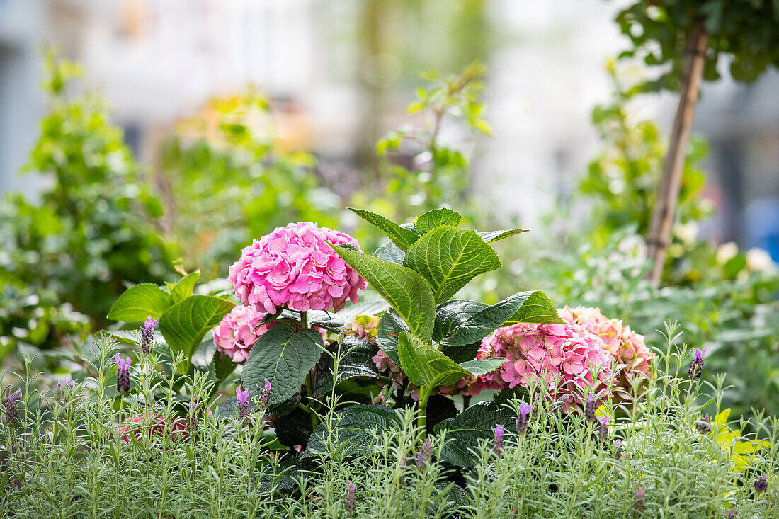 Hortensie in Stadtgarten