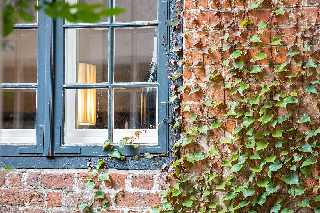 Parthenocissus tricuspidata