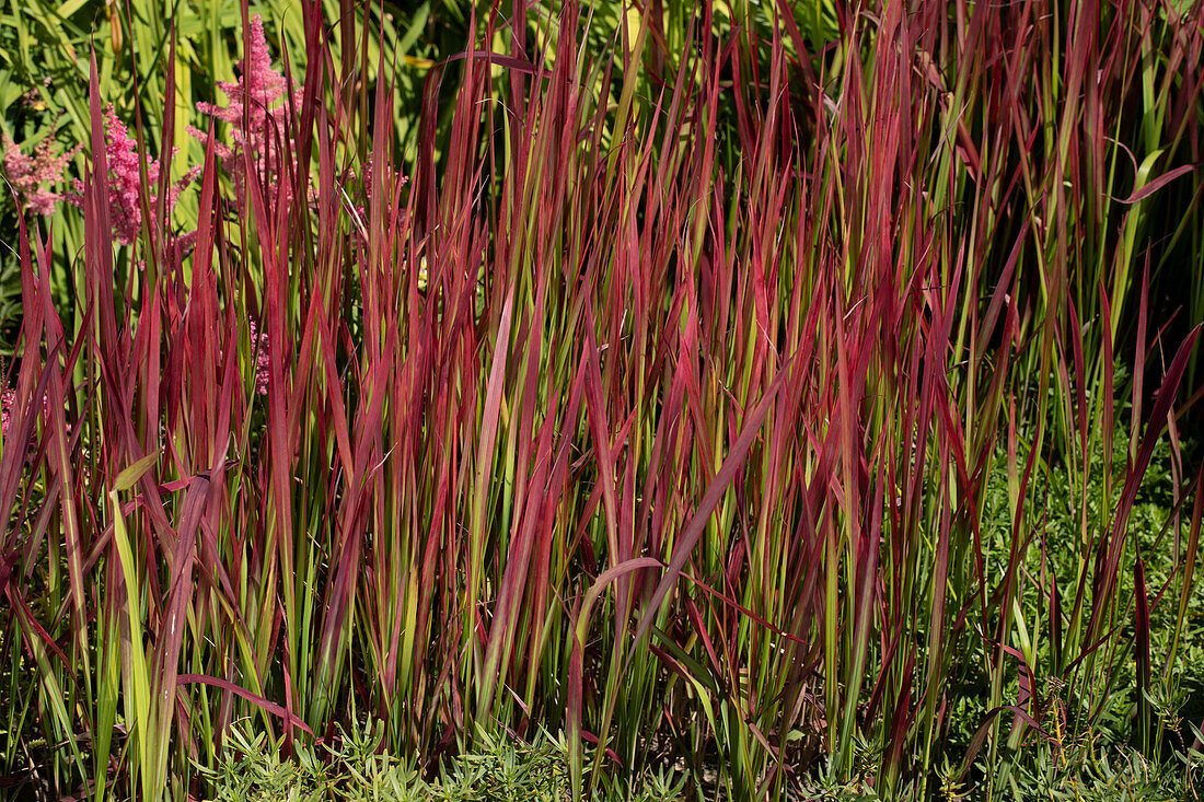 Imperata cylindrica 'Red Baron'