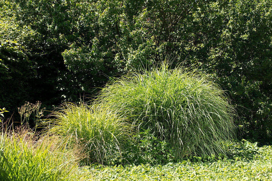 Miscanthus