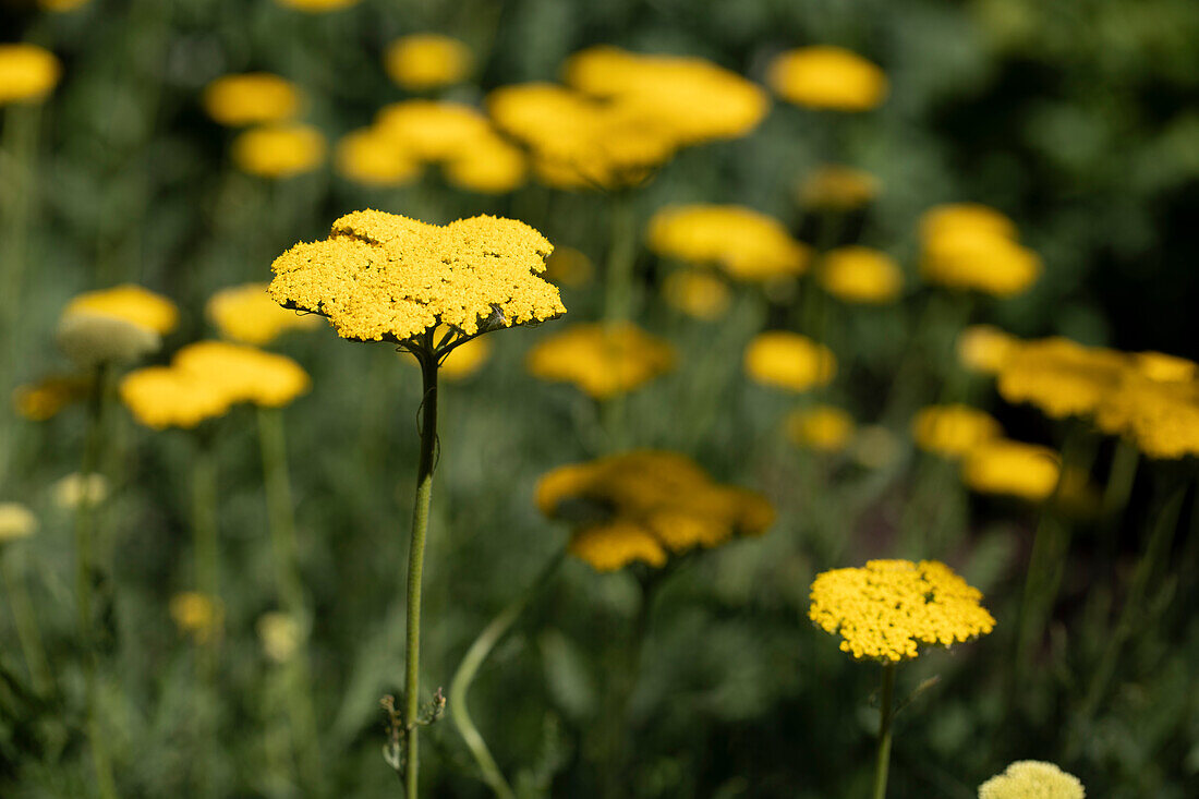 Achillea filipendulina