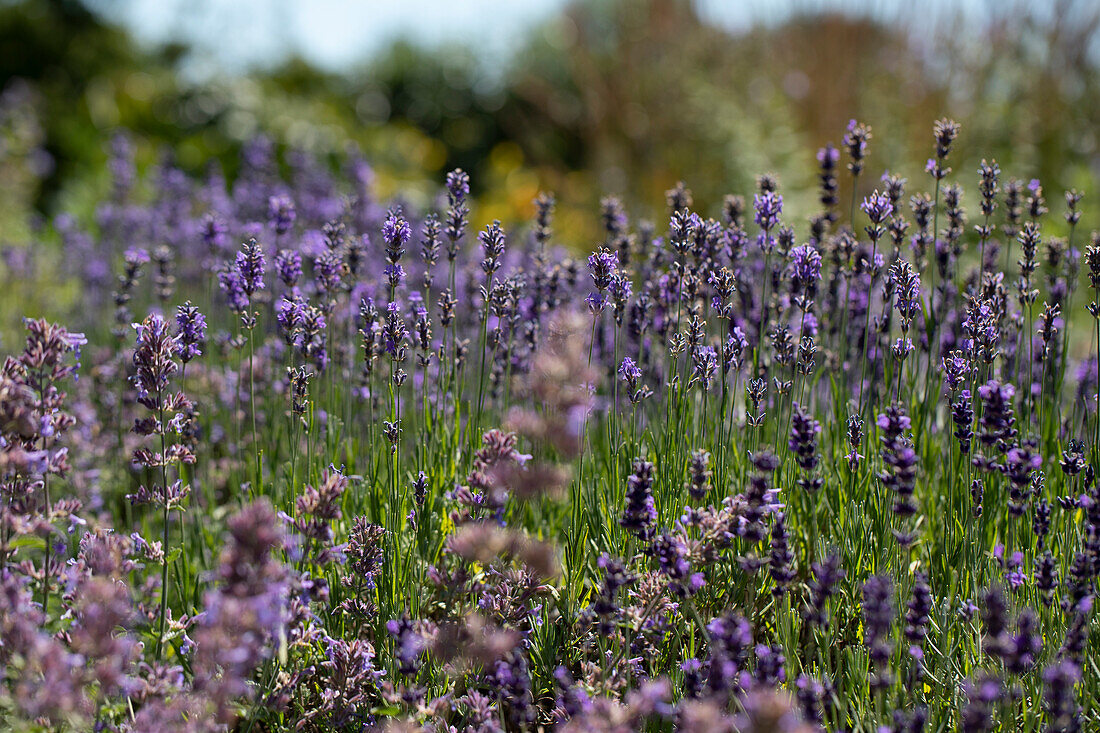 Lavandula angustifolia