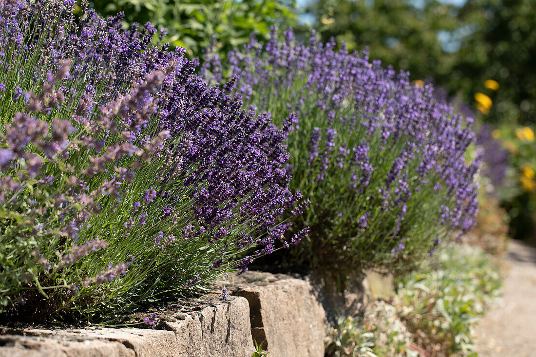 Lavandula angustifolia