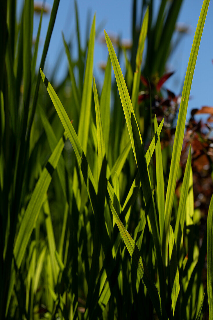 Ornamental grasses