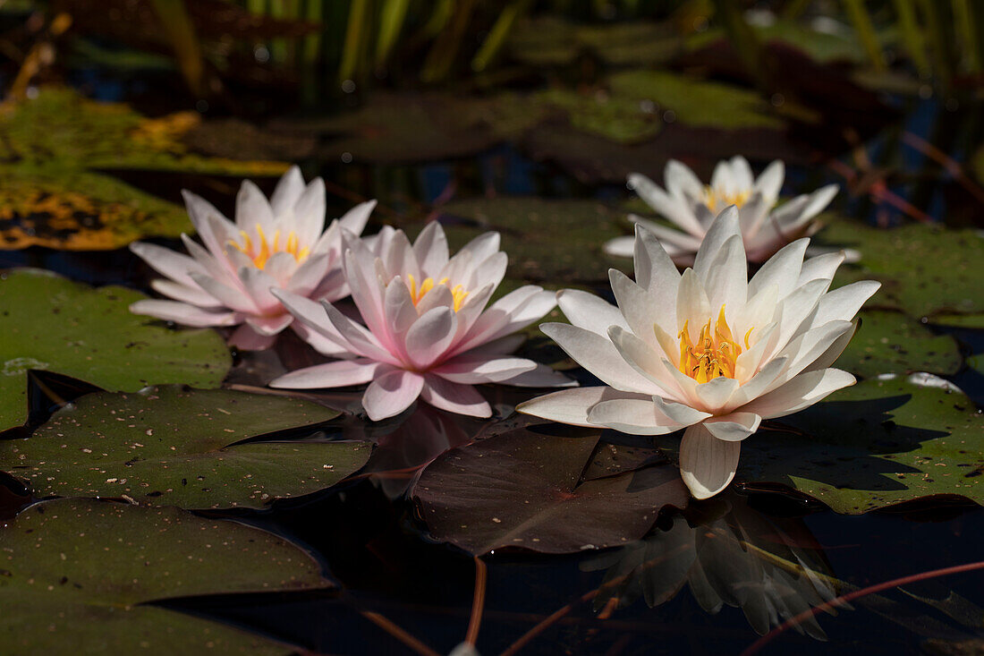 Nymphaea, pink