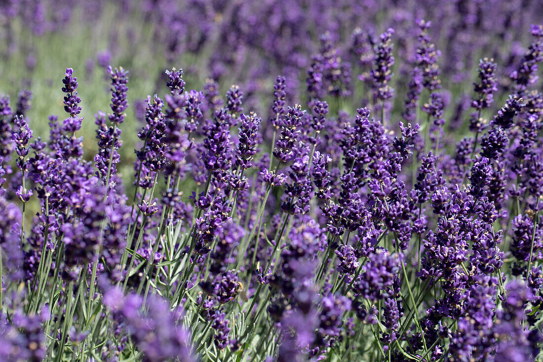 Lavandula angustifolia